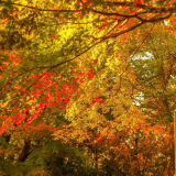 Autumn leaves of Mount Takao