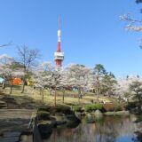 八幡山公园的樱花