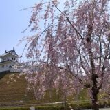 宇都宫城公园的樱花