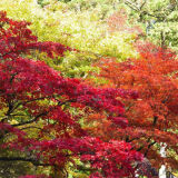 【周辺】日光東照宮の紅葉