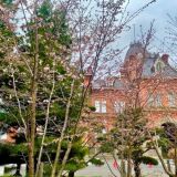 홋카이도청 구 본청사(붉은 벽돌 청사)의 벚꽃