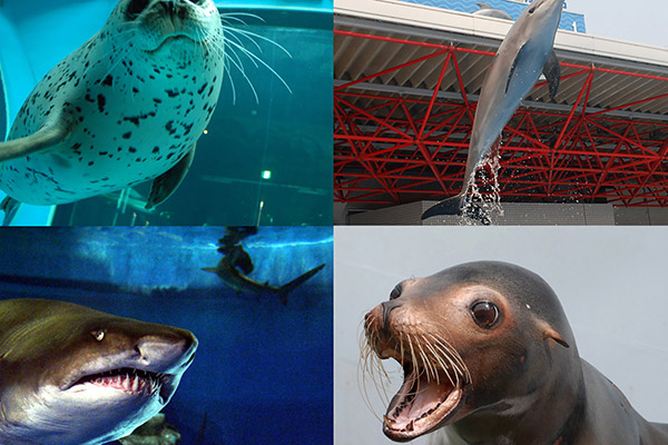 しながわ水族館