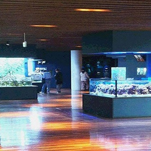 瑪淋匹亞日本海水族館