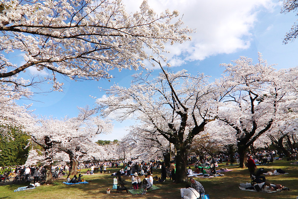 小金井公園