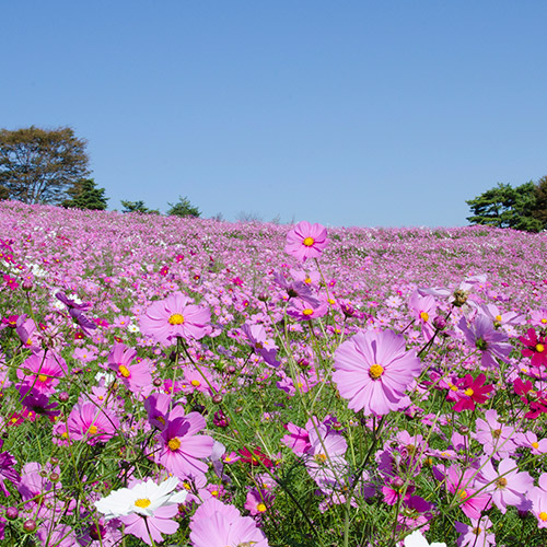 Showa Kinen National Government Park